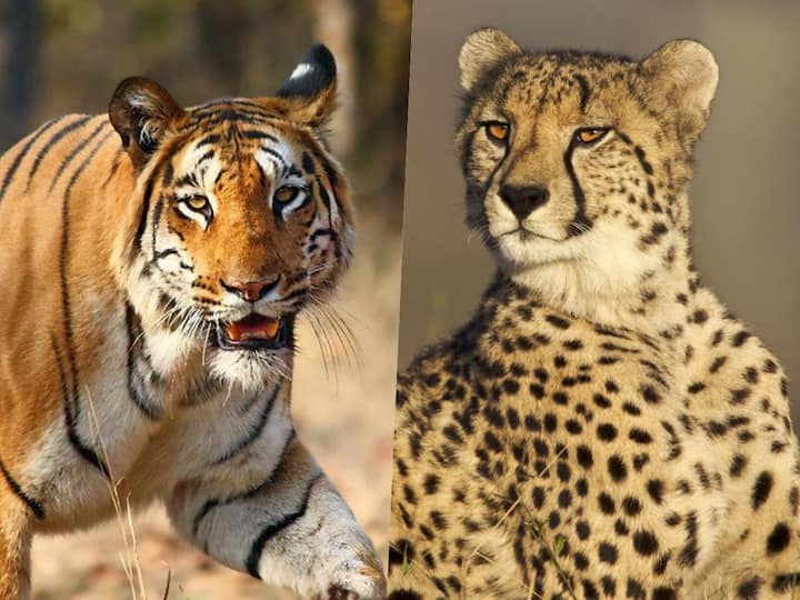 Nizamabad Cheetah trying to attack Biker Anakapalli tiger pug marks identified Cheetah Attack : నిజామాబాద్ జిల్లాలో బైక్ ను వెంబడించిన చిరుత, యలమంచిలి వాసుల్ని భయపెడుతోన్న పెద్దపులి