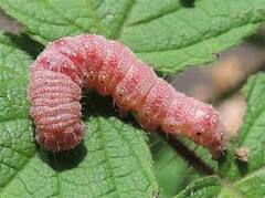 ਮਾਨਸਾ ਜ਼ਿਲ੍ਹੇ 'ਚ ਵਧਣ ਲੱਗਾ ਗੁਲਾਬੀ ਸੁੰਡੀ ਦਾ ਹਮਲਾ, ਕਿਸਾਨ ਨੇ ਟਰੈਕਟਰ ਨਾਲ ਵਾਹੀ 4 ਏਕੜ ਫਸਲ