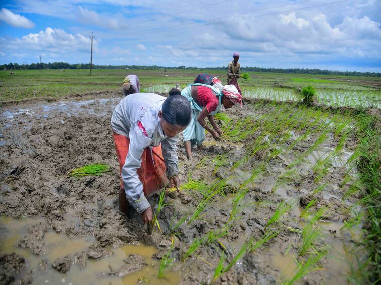 Agriculture News: After 12th pass out students can make their career in agriculture Career in Agriculture: 12મું પાસ કર્યા બાદ વિદ્યાર્થીઓ કૃષિ ક્ષેત્રમાં બનાવી શકે છે શાનદાર કરિયર