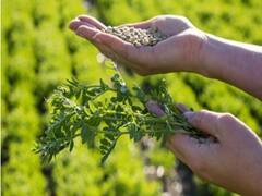 Best Masoor Varieties: मसूर की खेती से मालामाल होंगे किसान, जानें किस राज्य की मिट्टी में कौन-सी मसूर उगायें