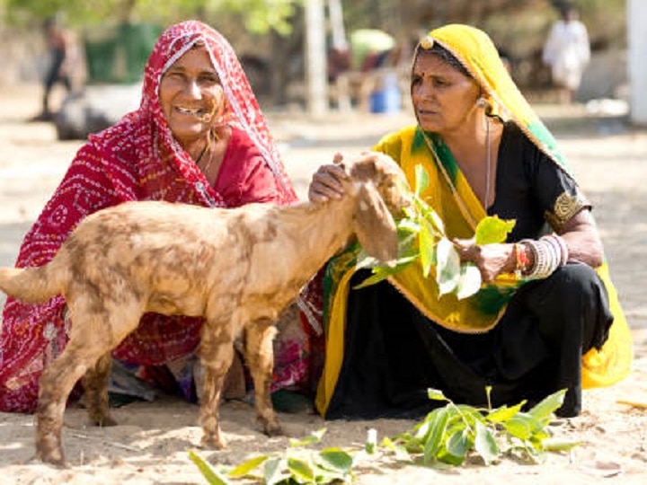 Goat Farming: बरसात के मौसम में इस तरह करें बकरियों की देखभाल, इन बातों का रखें खास ख्याल