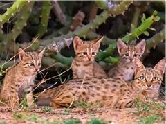 Rohi Cats: ਚੀਤੇ ਵਰਗੀਆਂ ਲੁਪਤ ਹੋ ਚੁੱਕੀਆਂ ਰੋਹੀ ਬਿੱਲੀਆਂ ਦਾ ਪਰਿਵਾਰ ਆਇਆ ਸਾਹਮਣੇ, ਲੋਕੀ ਖੁਸ਼