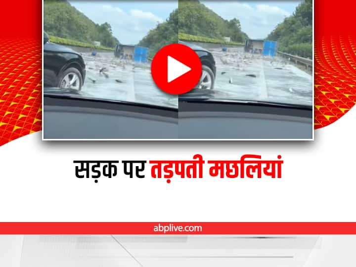 truck full of fish overturned on the road video viral on social media Watch: सड़क पर पलटा मछलियों से भरा ट्रक, वीडियो देख सहम जाएंगे आप