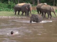 Watch: हाथी मेरा साथी! पानी में डूब रहे शख्स को बचाने के लिए आगे आए ‘गजराज’, वायरल हुआ वीडियो