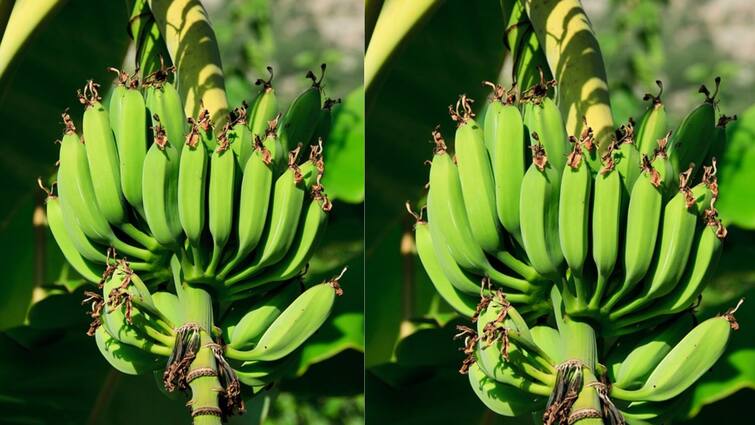 Banana: 5 reasons why you should add the RAW version to your diet, know in details Raw Banana: যে কারণে প্রতিদিনের তালিকায় অবশ্যই রাখা দরকার কাঁচকলা