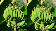 Raw Banana: যে কারণে প্রতিদিনের তালিকায় অবশ্যই রাখা দরকার কাঁচকলা