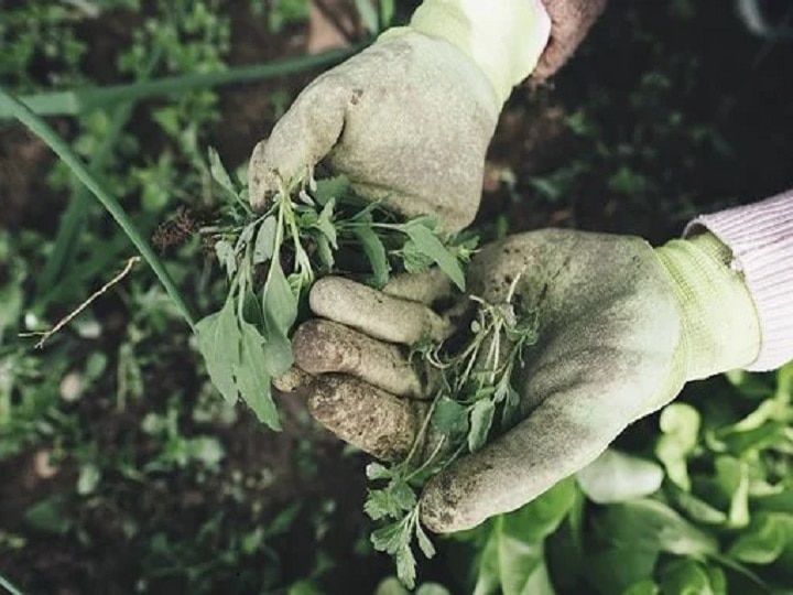 Kharif Crop: खरीफ सीजन की फसलों में कैसे करें खरपतवार प्रबंधन, यहां जानें सही तरीका