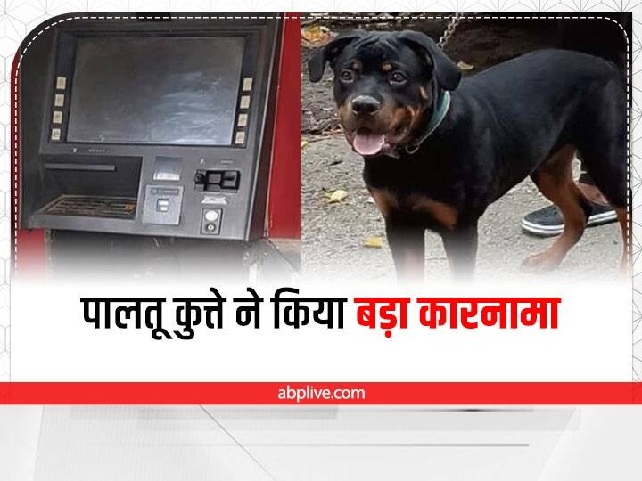 jharkhand Pet dog stops ATM robbery in Hazaribagh, know in Details  Jharkhand: हजारीबाग में पालतू कुत्ते ने ATM लूट को किया विफल, 'सांबा' की वजह से पस्त हुए लुटेरों के हौसले 