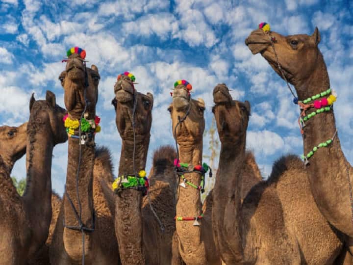 Camel farming is beneficial for income along with Demand for camel milk increased Camel Farming: विदेशों में बढ़ी ऊंटनी के दूध की मांग, जानें कैसे ऊंट पालन के जरिये मिल सकता है लाखों का मुनाफा