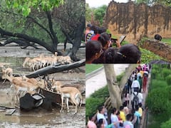 Delhi Zoo: दिल्ली के चिड़ियाघर में बढ़ाई गई पर्यटकों की संख्या, मॉनसून में वन्यजीवों को देखने के लिए लगी भीड़, देखें तस्वीरें