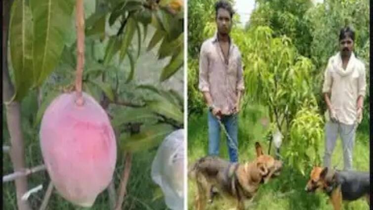 Viral News: Harsh Goenka Posts Photo Of World's Costliest Mango, All You Need To Know Viral News: বিশ্বের সবচেয়ে দামি আম, এক কেজির দাম ২.৭০ লক্ষ টাকা!