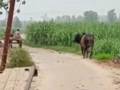Muzaffarnagar News: 'पकड़ो सांड़ और पाओ इनाम', जानिए- मुजफ्फरनगर में ग्राम प्रधान का अनोखा एलान