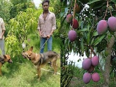 'World's Costliest Mango': 3 Guards And 6 Dogs Protect Miyazaki Mangoes In THIS MP Orchard
