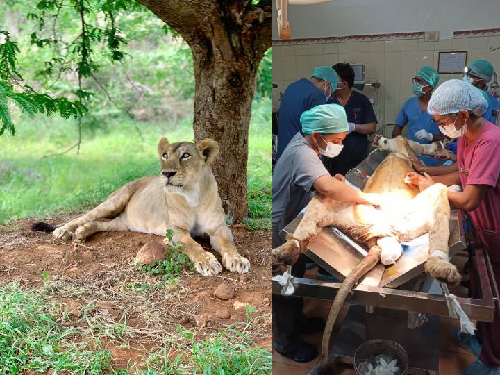 chennai a 25-year-old lioness at the Arignar Anna Zoological Park died following a prolonged illness வண்டலூர் உயிரியல் பூங்காவில் மீண்டும் அதிர்ச்சி.. சிகிச்சை பலனின்றி  சிங்கம் உயிரிழந்த பரிதாபம்..!