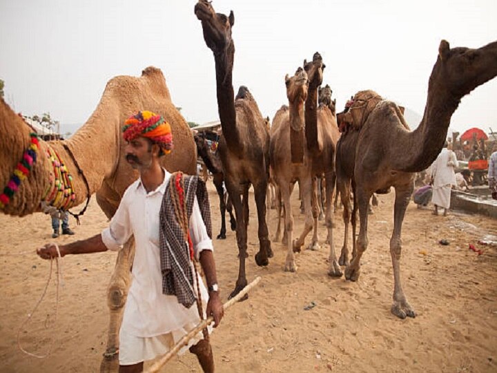 Camel Farming: विदेशों में बढ़ी ऊंटनी के दूध की मांग, जानें कैसे ऊंट पालन के जरिये मिल सकता है लाखों का मुनाफा