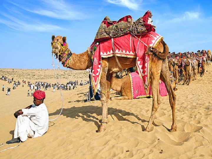 Camel Farming: विदेशों में बढ़ी ऊंटनी के दूध की मांग, जानें कैसे ऊंट पालन के जरिये मिल सकता है लाखों का मुनाफा