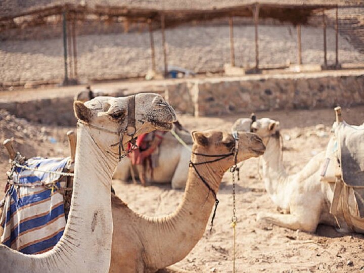 Camel Farming: विदेशों में बढ़ी ऊंटनी के दूध की मांग, जानें कैसे ऊंट पालन के जरिये मिल सकता है लाखों का मुनाफा
