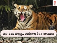 Tigers Roaming In AP: పులి ఉంది జాగ్రత్త, ప్రజలను అలర్ట్ చేసిన ఏపీ అటవీ శాఖ - ఈ సూచనలు పాటిస్తే బెటర్