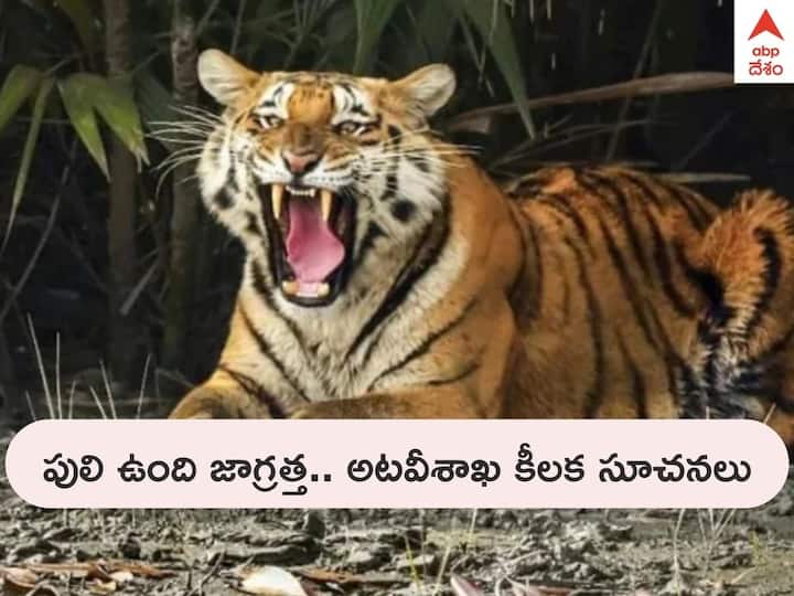 Tiger In Kakinada Visakhapatnam: AP Forest Official Tips to avoid an encounter with a tiger Tigers Roaming In AP: పులి ఉంది జాగ్రత్త, ప్రజలను అలర్ట్ చేసిన ఏపీ అటవీ శాఖ - ఈ సూచనలు పాటిస్తే బెటర్