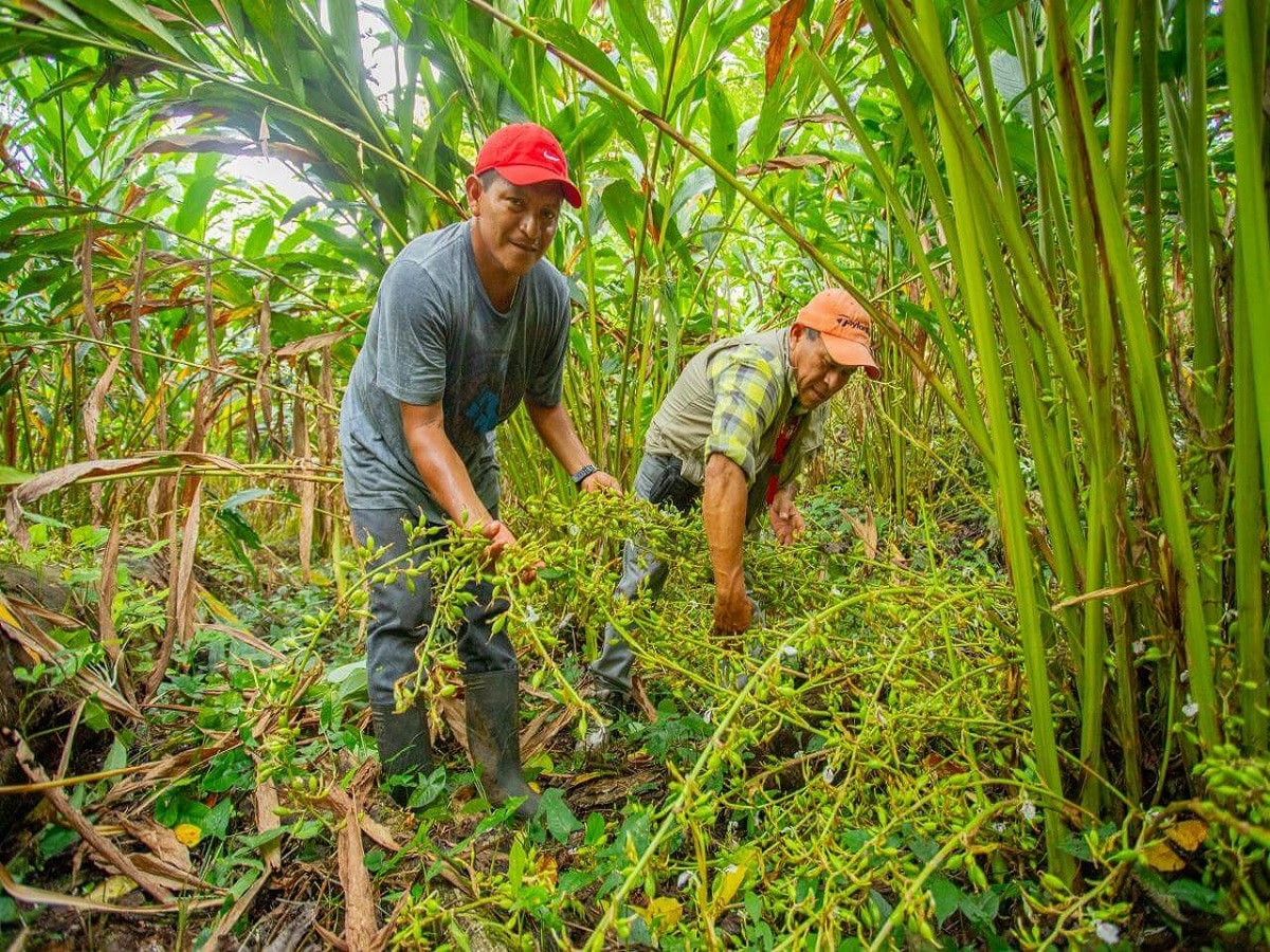 Herbal Farming: ચોમાસામાં કરો એલચીની ખેતી, થશે તાબડતોડ કમાણી, લાખો રૂપિયામાં વેચાશે માલ