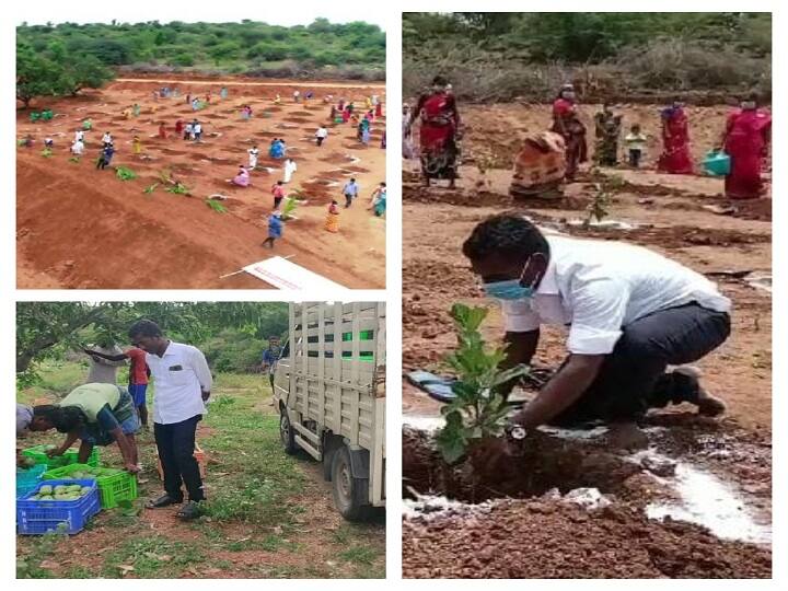 Panchayat council president creates record by planting 75,000 trees on 42 acres of government in Dharmapuri 42 ஏக்கரில் 75,000 மரங்களை வளர்த்து  சாதனை படைத்த  ஊராட்சி மன்ற தலைவர்... தர்மபுரியில் ஒரு கனா கதை..