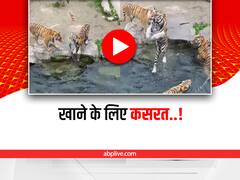 Viral Video: मीट का एक टुकड़ा और 4 शेर, आख़िर किसने मारी बाज़ी?