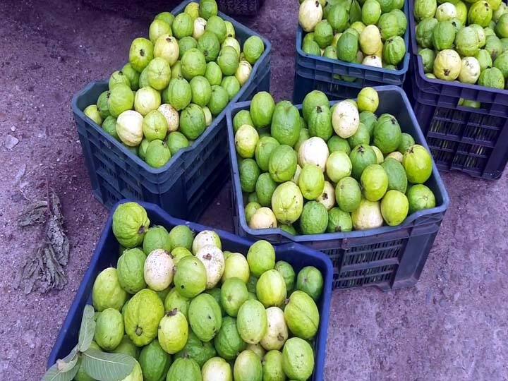 Dindigul: Guava prices in Palani fell sharply Farmers worried as price goes from Rs 6 to Rs 20 per kg பழனியில் கொய்யாப்பழம் விலை கடும் வீழ்ச்சி -  கிலோ 20 ரூபாய் வரை விலை போவதால் விவசாயிகள் கவலை..!