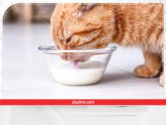 Shakun Apshakun: बिल्ली किचन में घुसकर दूध पी जाए तो शुभ होता है या अशुभ? जानें बिल्ली से जुड़ी रोचक मान्यताएं