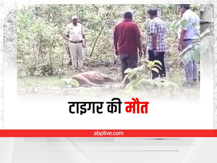 MP News Tiger Dead body found in the forest of Umaria ANN Death of Tiger in MP: मध्य प्रदेश के उमरिया के जंगल में टाइगर का शव मिलने से मचा हड़कंप, वन विभाग ने जताई यह आशंका