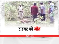 Death of Tiger in MP: मध्य प्रदेश के उमरिया के जंगल में टाइगर का शव मिलने से मचा हड़कंप, वन विभाग ने जताई यह आशंका