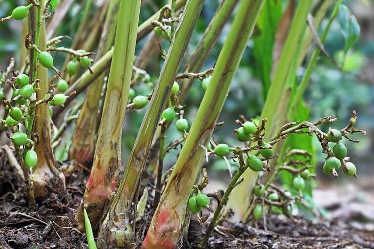 Agriculture News: Do cardamom farming in Monsoon and earns good profit Herbal Farming: ચોમાસામાં કરો એલચીની ખેતી, થશે તાબડતોડ કમાણી, લાખો રૂપિયામાં વેચાશે માલ