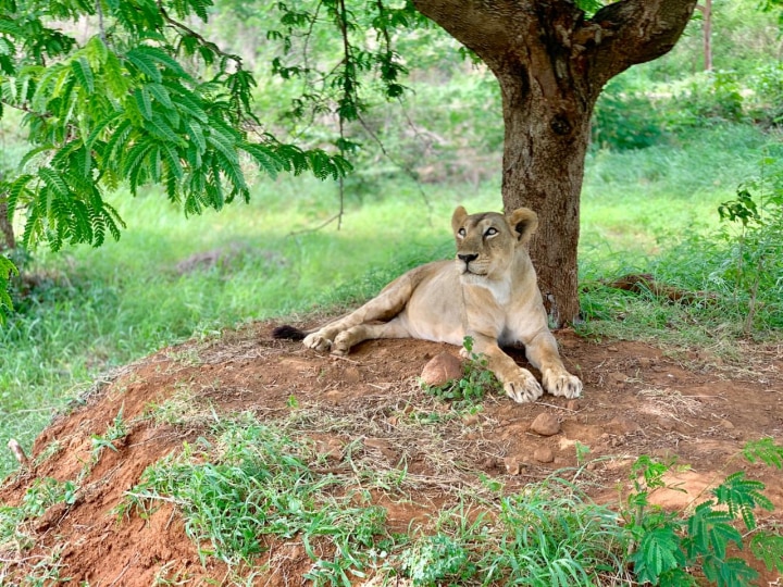 வண்டலூர் உயிரியல் பூங்காவில் மீண்டும் அதிர்ச்சி.. சிகிச்சை பலனின்றி  சிங்கம் உயிரிழந்த பரிதாபம்..!