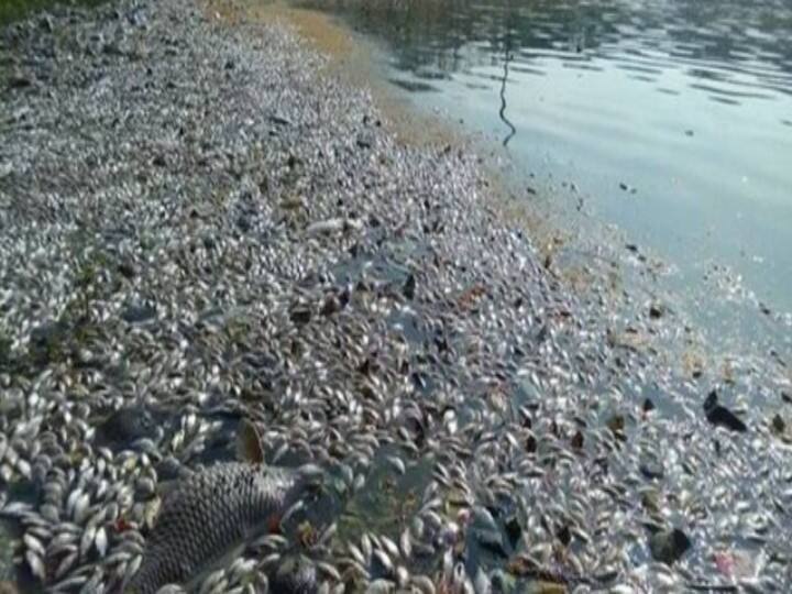 Lakhs of fishes were found dead in Najafgarh drain, water samples collected New Delhi: नजफगढ़ नाले में लाखों मछलियां मरी मिलीं, मौत की वजह जानने के लिए लिए गए पानी के सैंपल