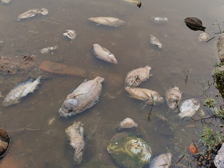 Several Fish Died In A Pond In Delhi Najafgarh Area See Pictures | Delhi  News: दिल्ली के नजफगढ़ के तालाब में मिलीं मरी हुई मछलियां, स्थानीय लोगों  में डर का माहौल, तस्वीरों
