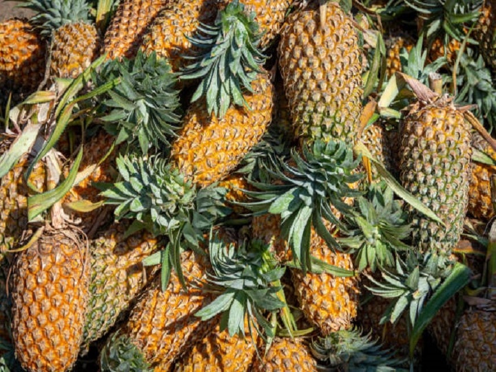 Pineapple farming: सिर्फ 20,000 रुपये के निवेश में होगी लाखों की कमाई, इस तरीके से करें अनानास की खेती