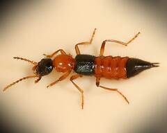 Nairobi Fly:পাহাড় থেকে সমতল, উত্তরবঙ্গের 'জ্বালা বাড়াছে' নাইরোবি ফ্লাই