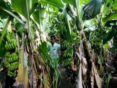 Nanded: अर्धापूरच्या केळीला सोन्याचे दिवस; मिळाला प्रतिक्विंटल 2300 चा विक्रमी दर