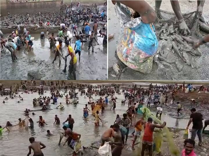 A fishing festival held on Kallakurichi Manimukta river People who took fish Fishing Festival : கள்ளக்குறிச்சி மணிமுக்தா ஆற்றில் நடைபெற்ற மீன்பிடி திருவிழா; மீன்களை அள்ளிச்சென்ற பொதுமக்கள்