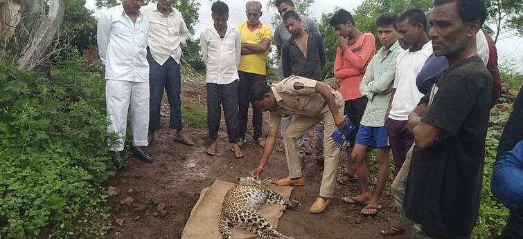 Maharashtra News Nashik News Leopard found dead at Lahavit in Nashik Nashik Leopard News : खळबळजनक! नाशिकच्या लहवितला आढळला मृतावस्थेत बिबट्या, तर म्हसरूळला बिबट्याचा हल्ला 