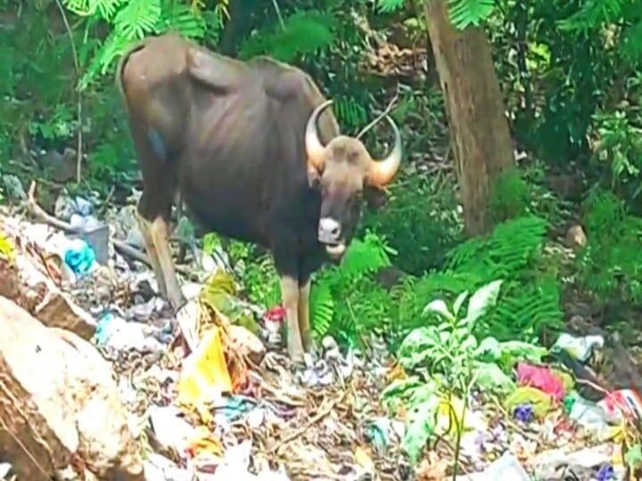 Video of wild beast eating plastic waste accumulated in Alaghar temple goes viral! மதுரை : அழகர்கோயிலில் குவிந்து கிடக்கும் பிளாஸ்டிக் கழிவுகளை உண்ணும் காட்டெருமை.. வீடியோ..