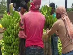 Photo Gallery: नांदेडच्या अर्धापूरच्या केळीला सोन्याचे दिवस; मिळाला प्रतिक्विंटल 2300 चा विक्रमी दर