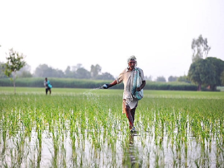 Paddy Cultivation: कम बारिश में भी धान की बेहतरीन पैदावार मिल जायेगी, ऐसे करें खाद-बीज और सिंचाई का इंतजाम