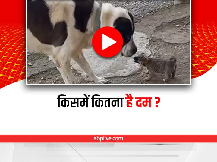 small puppy barks on giant dog video viral on social media Funny Video: पिल्ले ने निकाली कुत्ते की हेकड़ी, लोग बोले- साइज़ पर मत जाना