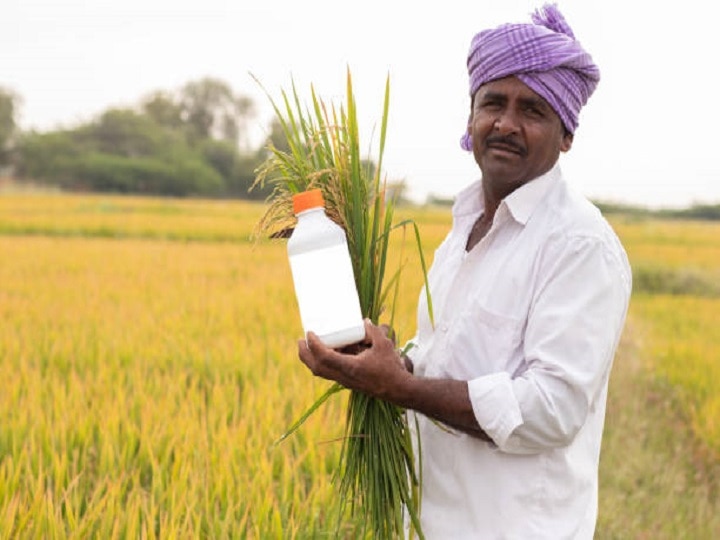 Paddy Cultivation: बंपर उपज के लिये खेत में लगायें धान की ये टॉप किस्म, लंबे दानों के साथ मिलेगी मोटी कमाई