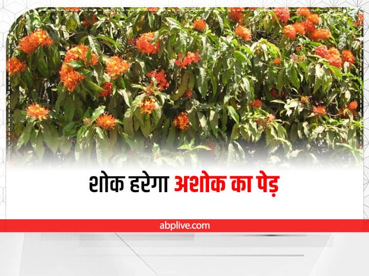 Trending news: Ashok tree is planted in or around the house ...