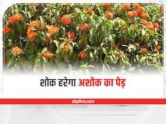 Ashoka Plant Benefit: घर में या आसपास लगा है अशोक का पेड़, तो जान लें ये 5 जरूरी चीजें