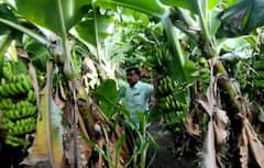 Photo Gallery: नांदेडच्या अर्धापूरच्या केळीला सोन्याचे दिवस; मिळाला प्रतिक्विंटल 2300 चा विक्रमी दर