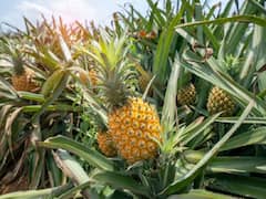 Pineapple farming: सिर्फ 20,000 रुपये के निवेश में होगी लाखों की कमाई, इस तरीके से करें अनानास की खेती