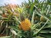 Pineapple farming: सिर्फ 20,000 रुपये के निवेश में होगी लाखों की कमाई, इस तरीके से करें अनानास की खेती