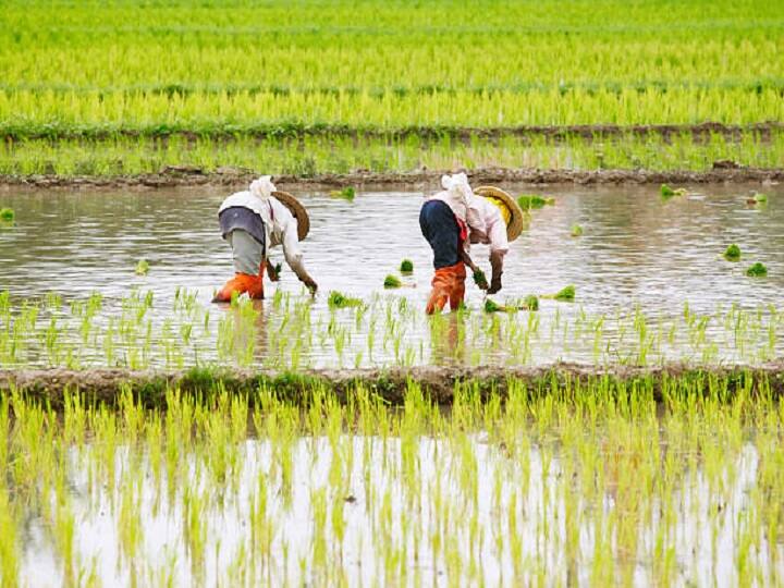 Paddy Crop: सही समय पर बारिश नहीं होने से धान की बुवाई में गिरावट, जानें- यूपी, बिहार, छत्तीसगढ़ सहित दूसरे राज्यों का हाल Many Crop Sowing Reduced Area including Paddy Due to lack of monsoon rain in MP Bihar Chhattisgarh Paddy Crop: सही समय पर बारिश नहीं होने से धान की बुवाई में गिरावट, जानें- यूपी, बिहार, छत्तीसगढ़ सहित दूसरे राज्यों का हाल